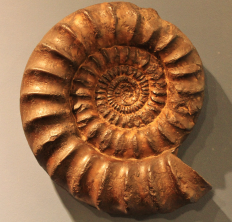 Discovery of the Archaeopteryx Fossil