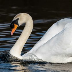 pexels-adamstuartclark-35276880