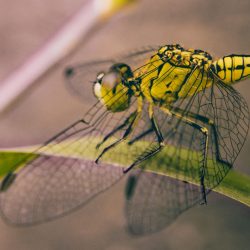 pexels-ashutoshsonwani-1496204