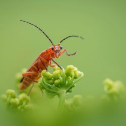 pexels-erik-karits-2093459-34408883