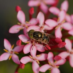 pexels-hartonosbg-35277379