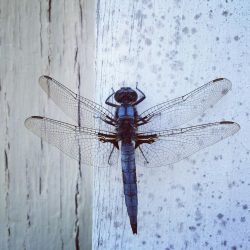 pexels-leigh-heasley-271055-816294