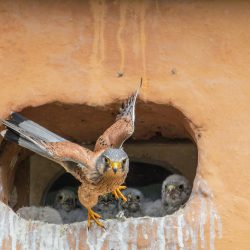 pexels-lichtblick800-35275468