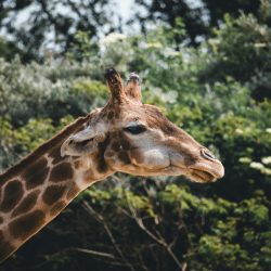 pexels-louis-teboul-707528237-19375088