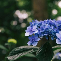 pexels-nnju-17623887_optimized_2000