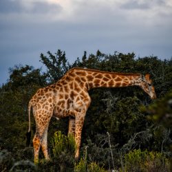 pexels-travel-with-lenses-734723610-26582999